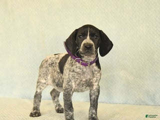 German Shorthaired Pointer dogs Tisha - Ad 8