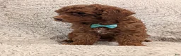 Miniature Poodle dogs for sale: Bingo - Ad 3