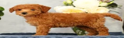 Mini Goldendoodle dogs for sale: Olive - Ad 4