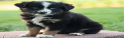 Miniature Australian Shepherd dogs for sale: Joyce - Ad 2