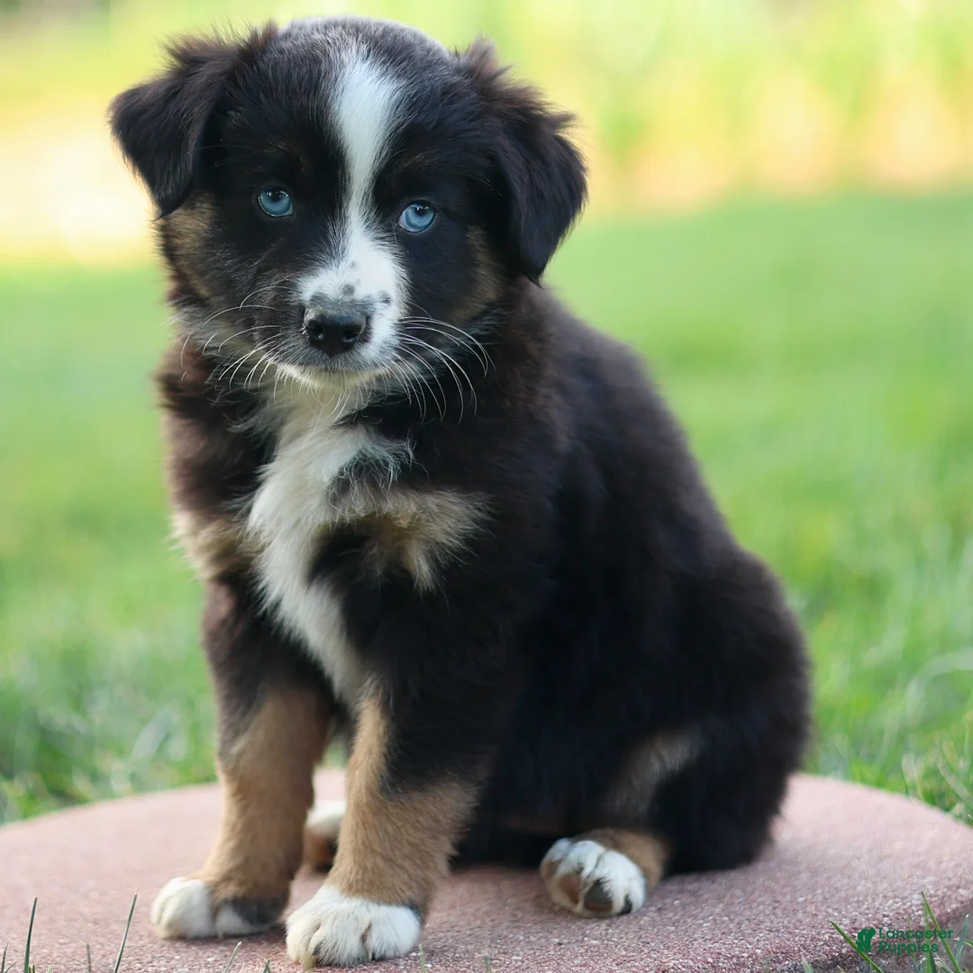 Miniature Australian Shepherd dogs for sale: Joyce - Ad 2
