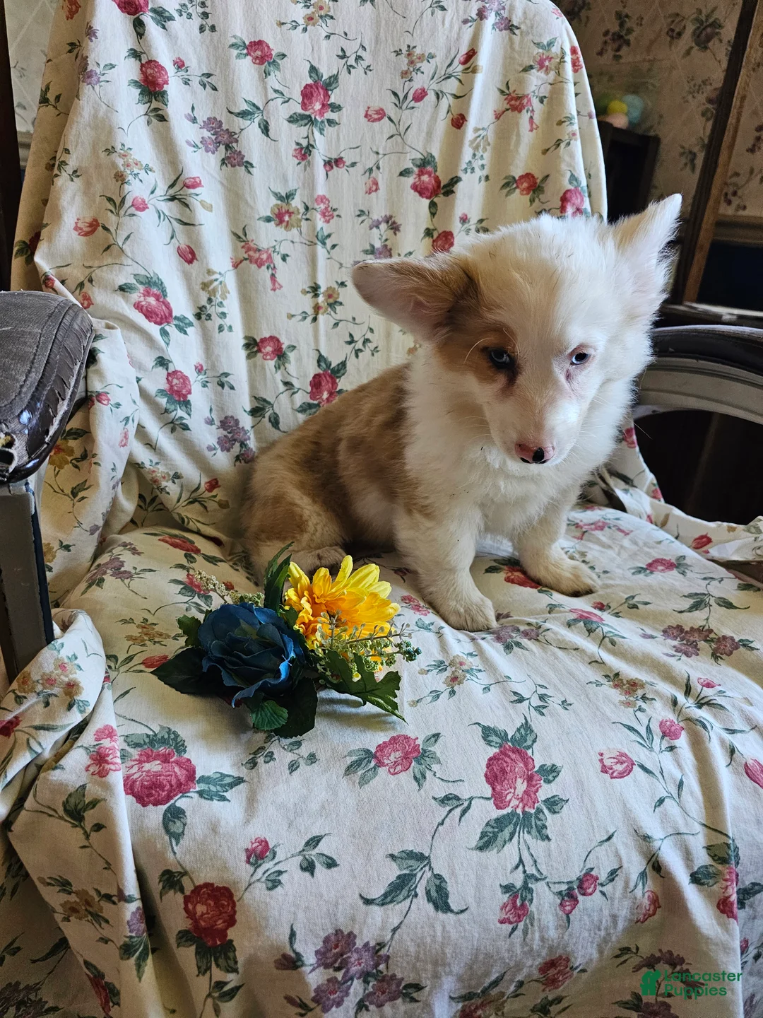Welsh Corgi Pembroke dogs for sale: Sally - Ad 1