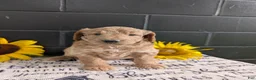 Goldendoodle dogs for sale: Lou - Ad 3