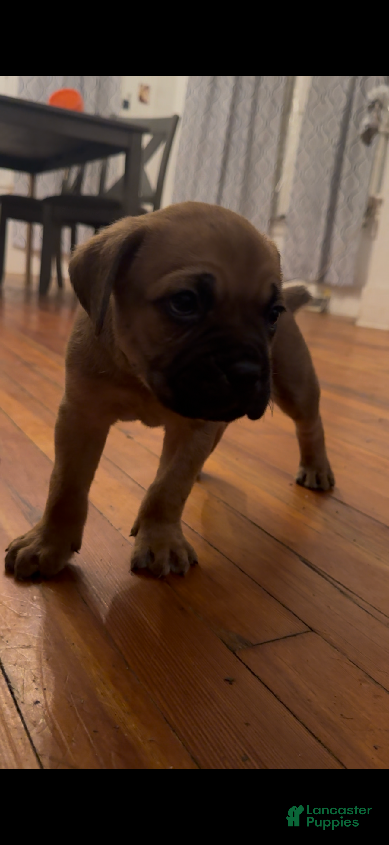 Cane Corso dogs Rocky - Ad 2