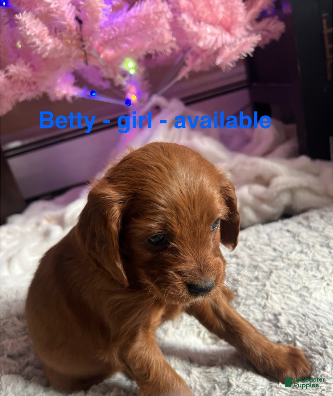 Cavapoo dogs for sale: Betty - Still available  - Ad 5