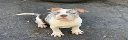 American Bully dogs for sale: Snow White - Ad 2