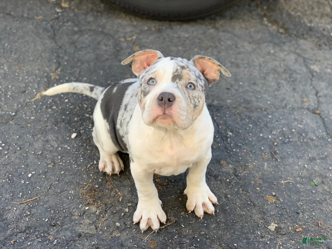 American Bully dogs for sale: Snow White - Ad 2