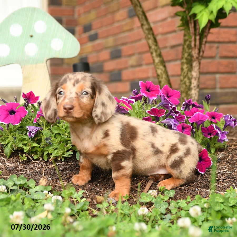 Miniature Dachshund dogs Dixie - Ad 2