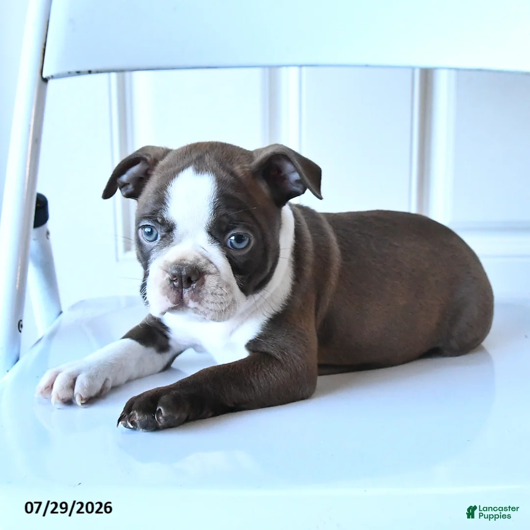 Boston Terrier dogs for sale: Ginger - Ad 3