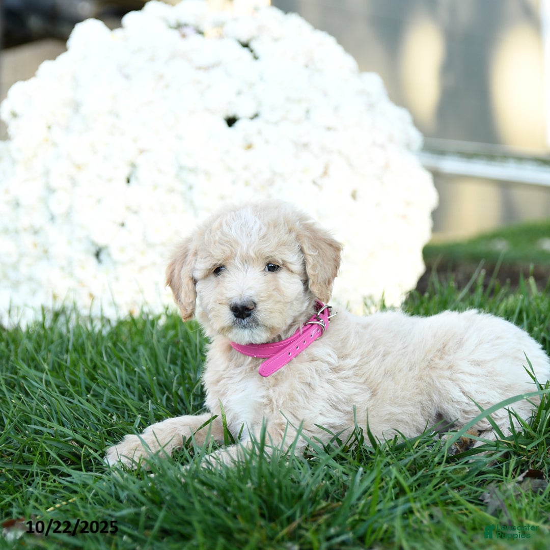Goldendoodle dogs for sale: Brindy - Ad 4