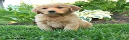 Golden Retriever dogs for sale: Louis - Ad 1