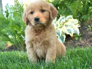 Golden Retriever dogs for sale: Louis - Ad 3