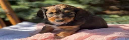Miniature Dachshund dogs for sale: Haven  - Ad 9