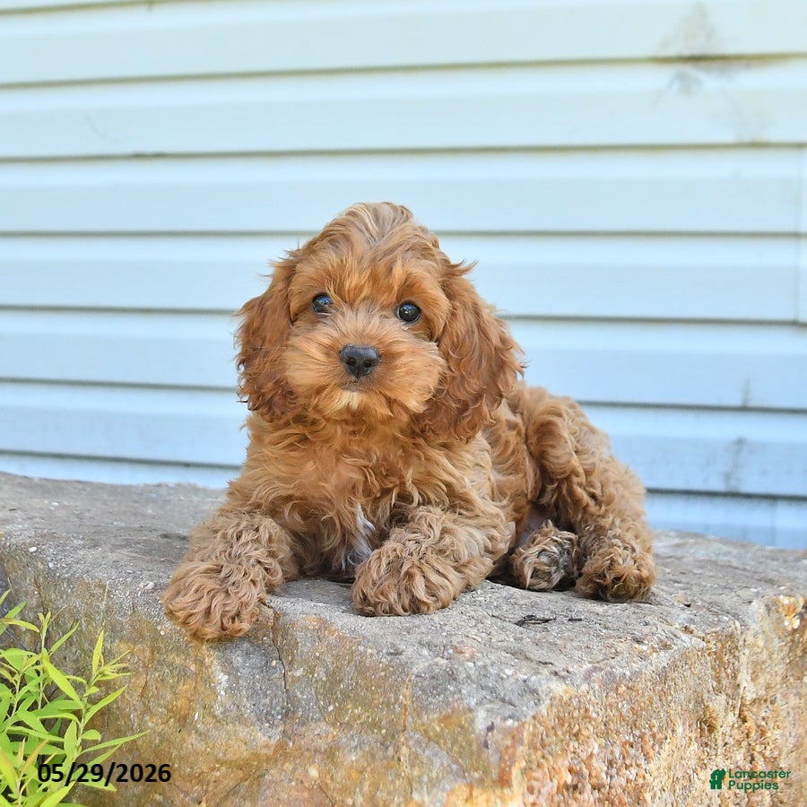 Cockapoo dogs Happy - Ad 2