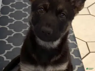 German Shepherd dogs Bonnie- German Shepherd Puppy - Ad 1