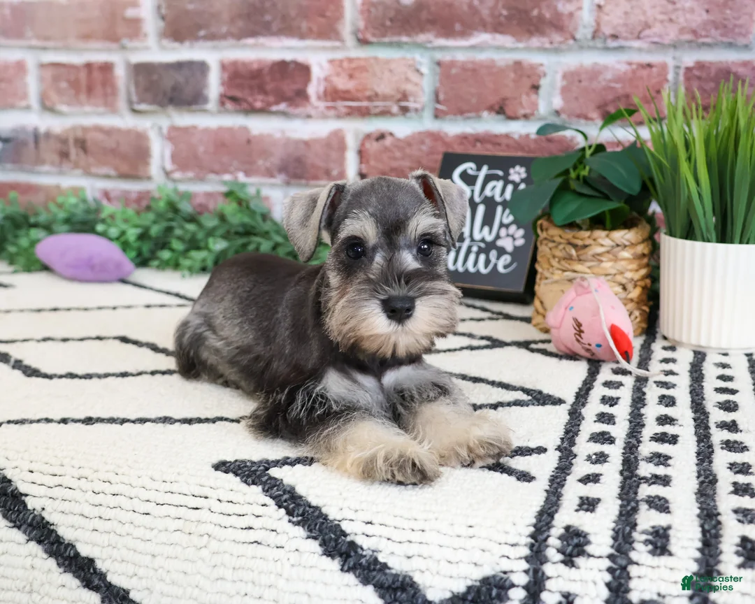 Miniature Schnauzer dogs for sale: Ava  - Ad 2
