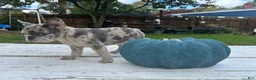 French Bulldog dogs for sale: Geo - Ad 3