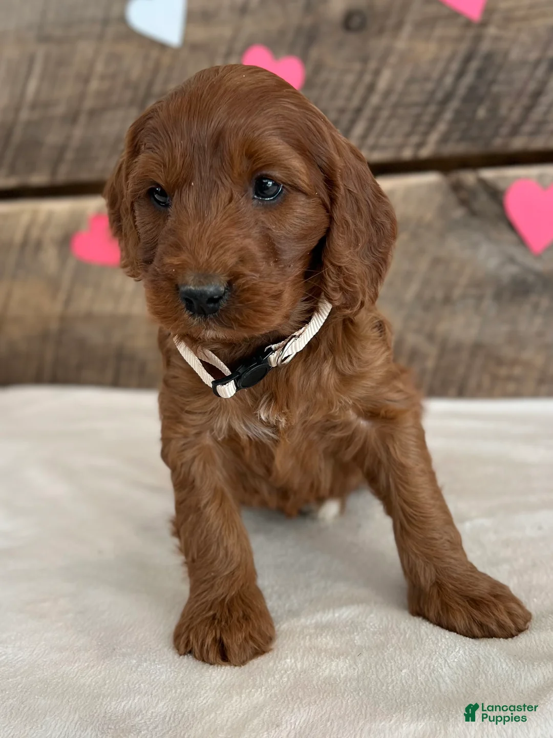 Irish Doodle dogs for sale: Sage - Ad 3