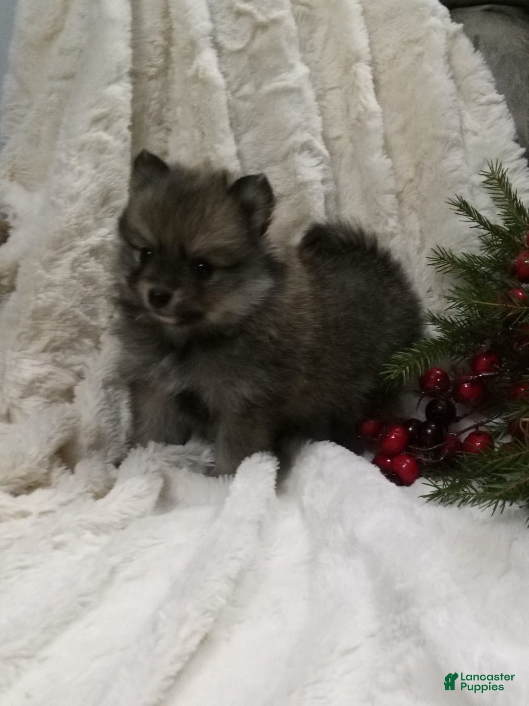Pomeranian dogs for sale: Chase - Ad 4