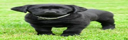 Labrador Retriever dogs for sale: Daisy - Ad 8