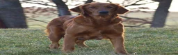 Golden Retriever dogs for sale: Golden Retriever 1 - Ad 3