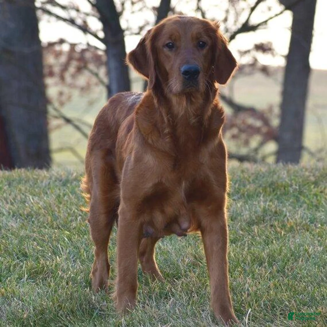 Golden Retriever dogs for sale: Golden Retriever 1 - Ad 3
