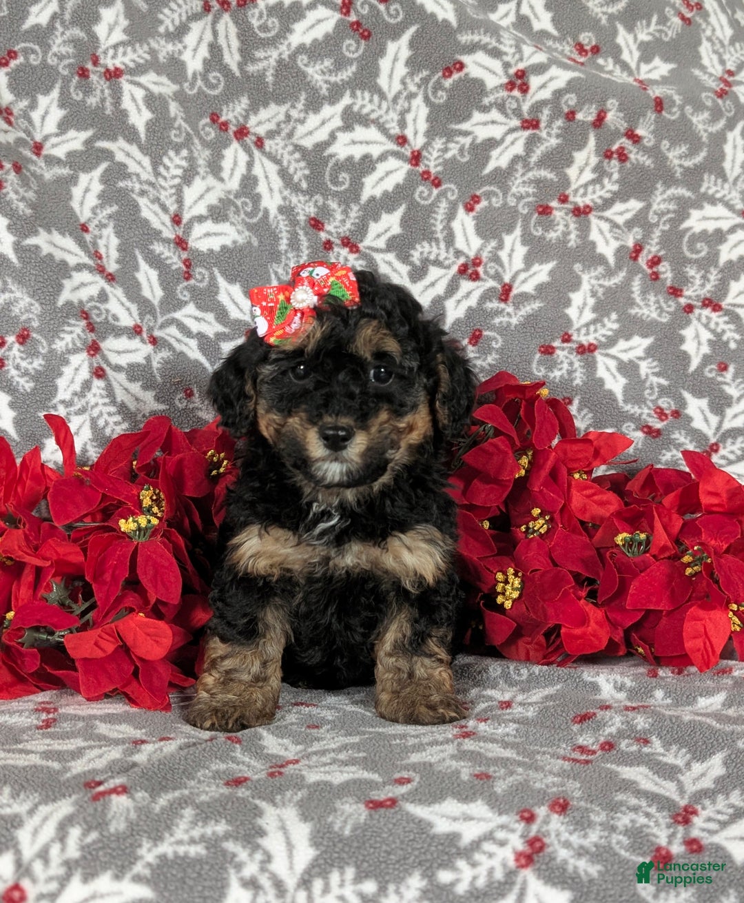 Havapoo dogs for sale: Camila Ready for Christmas!! - Ad 2