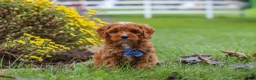 Cavapoo dogs for sale: Ranger - Ad 8