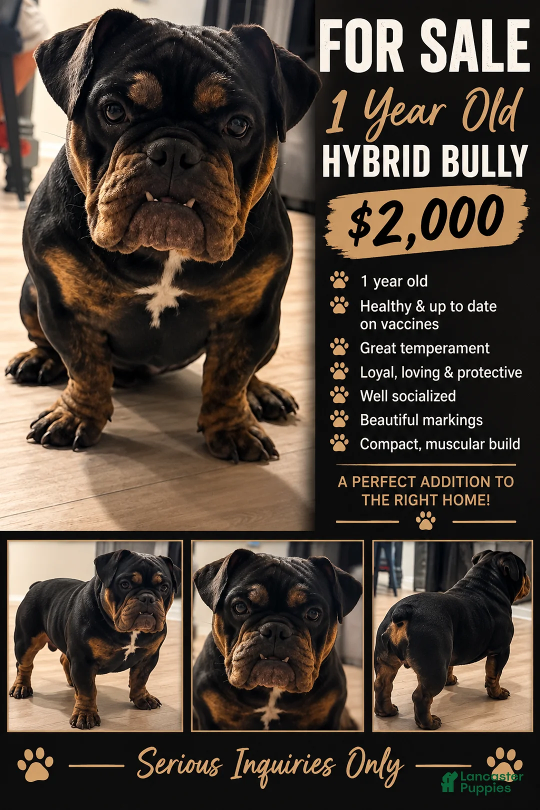 Mixed Breed dogs for sale: GLO (Hybrid Bully) - Ad 2