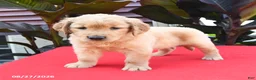 Golden Retriever dogs for sale: Dash - Ad 2