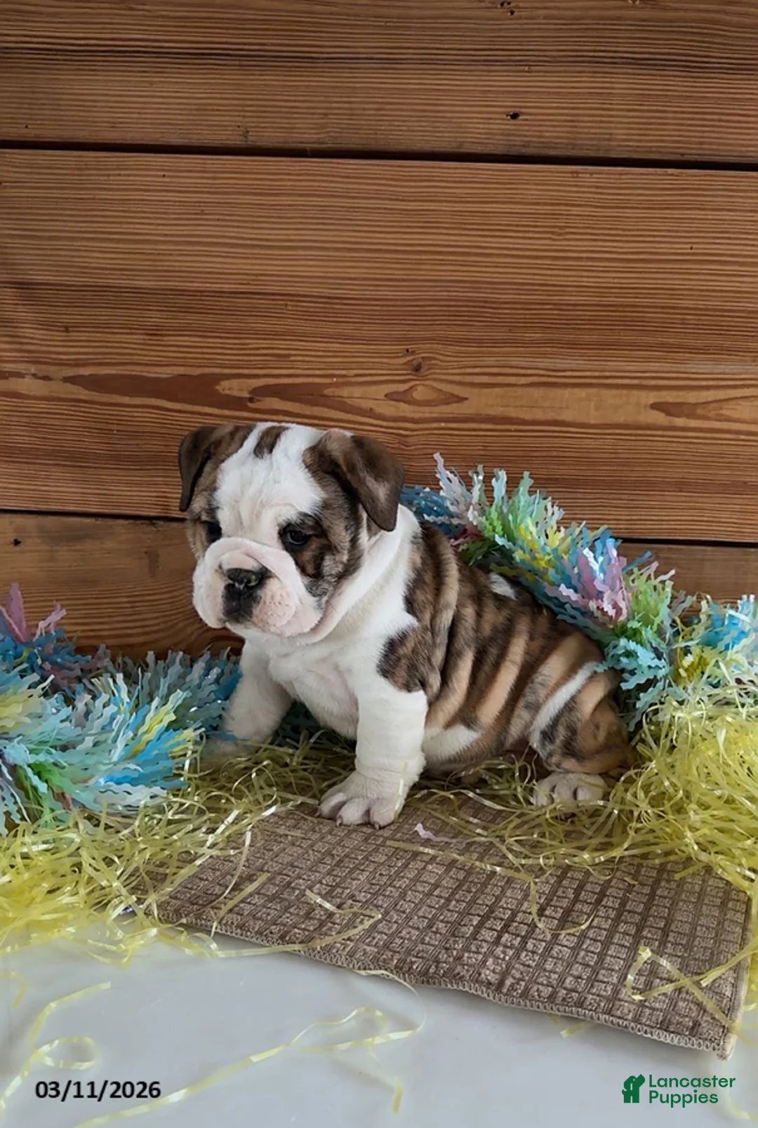 Mixed Breed dogs for sale: Justin - Ad 1