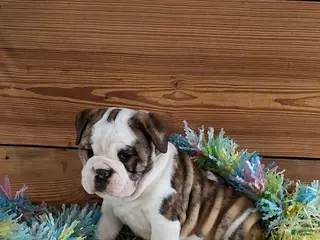 Mixed Breed dogs for sale: Justin - Ad 2