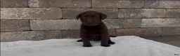 Labrador Retriever dogs for sale: Tikka - Ad 2