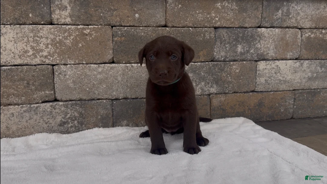 Labrador Retriever dogs for sale: Tikka - Ad 2