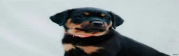 Rottweiler dogs for sale: Rottweiler 7 - Ad 3