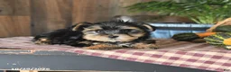 Yorkshire Terrier dogs for sale: Dakota - Ad 2