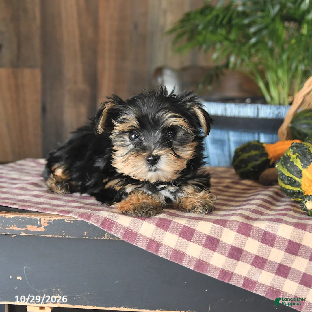 Yorkshire Terrier dogs for sale: Dakota - Ad 2
