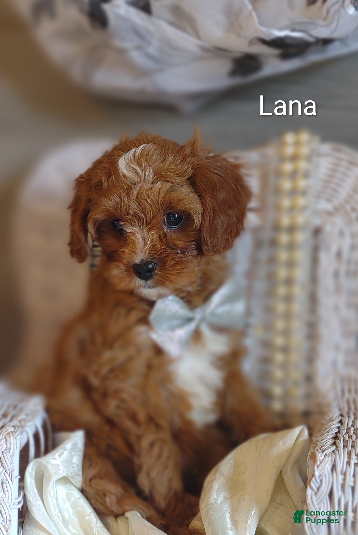 Cavapoo dogs Lana - Ad 42
