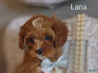 Cavapoo dogs Lana - Ad 42