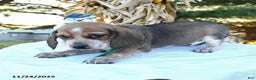 Beagle dogs for sale: Millie - Ad 2