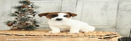 Jack Russell Terrier dogs for sale: Holly - Ad 3