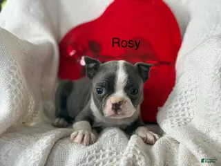 Boston Terrier dogs Rosy - Ad 4