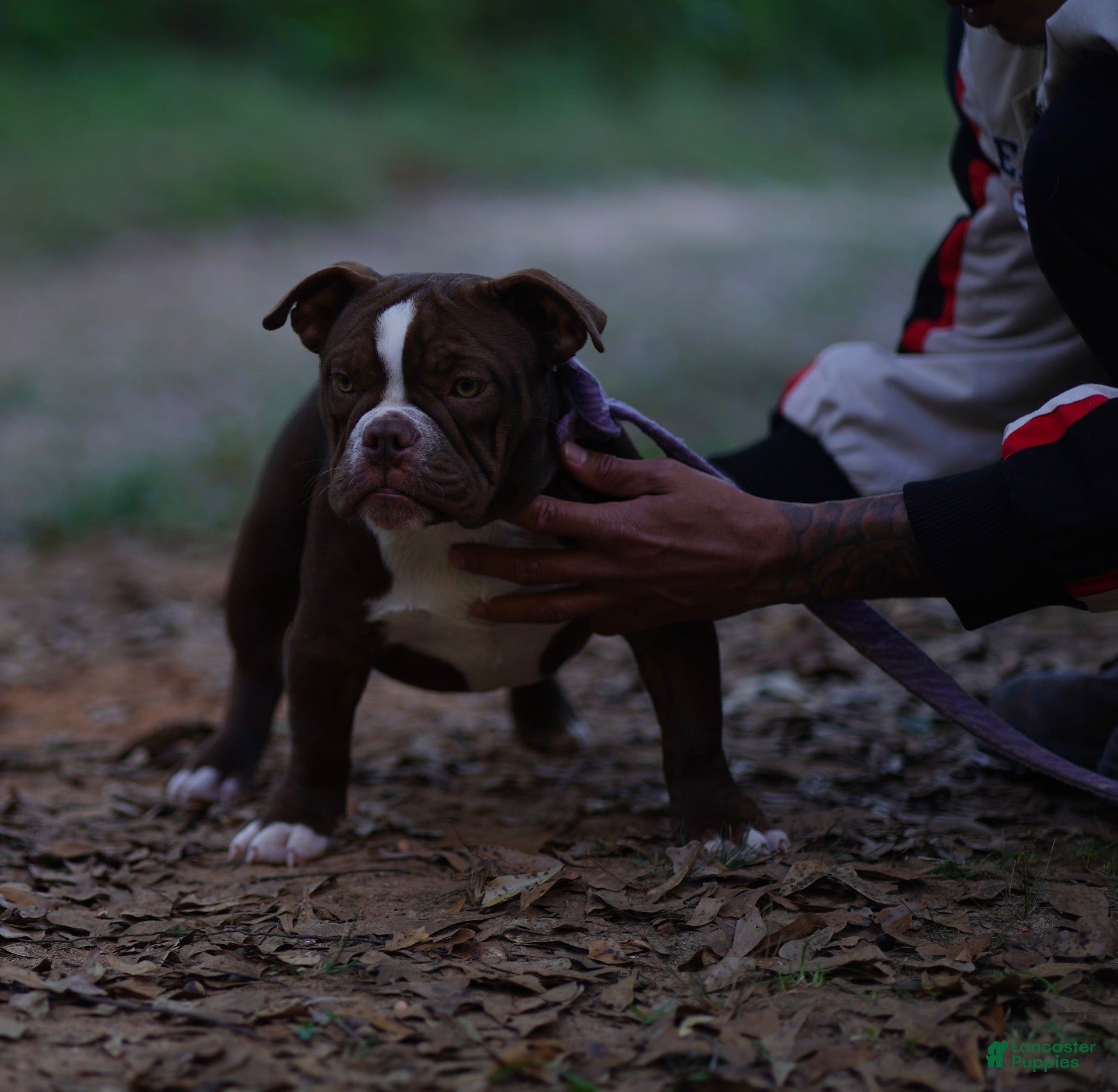 American Bully dogs for sale: American Bully 5 - Ad 30