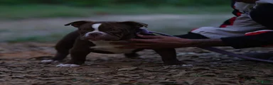 American Bully 5