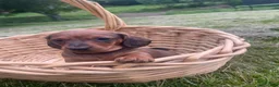 Miniature Dachshund dogs for sale: Maxwell - Ad 1