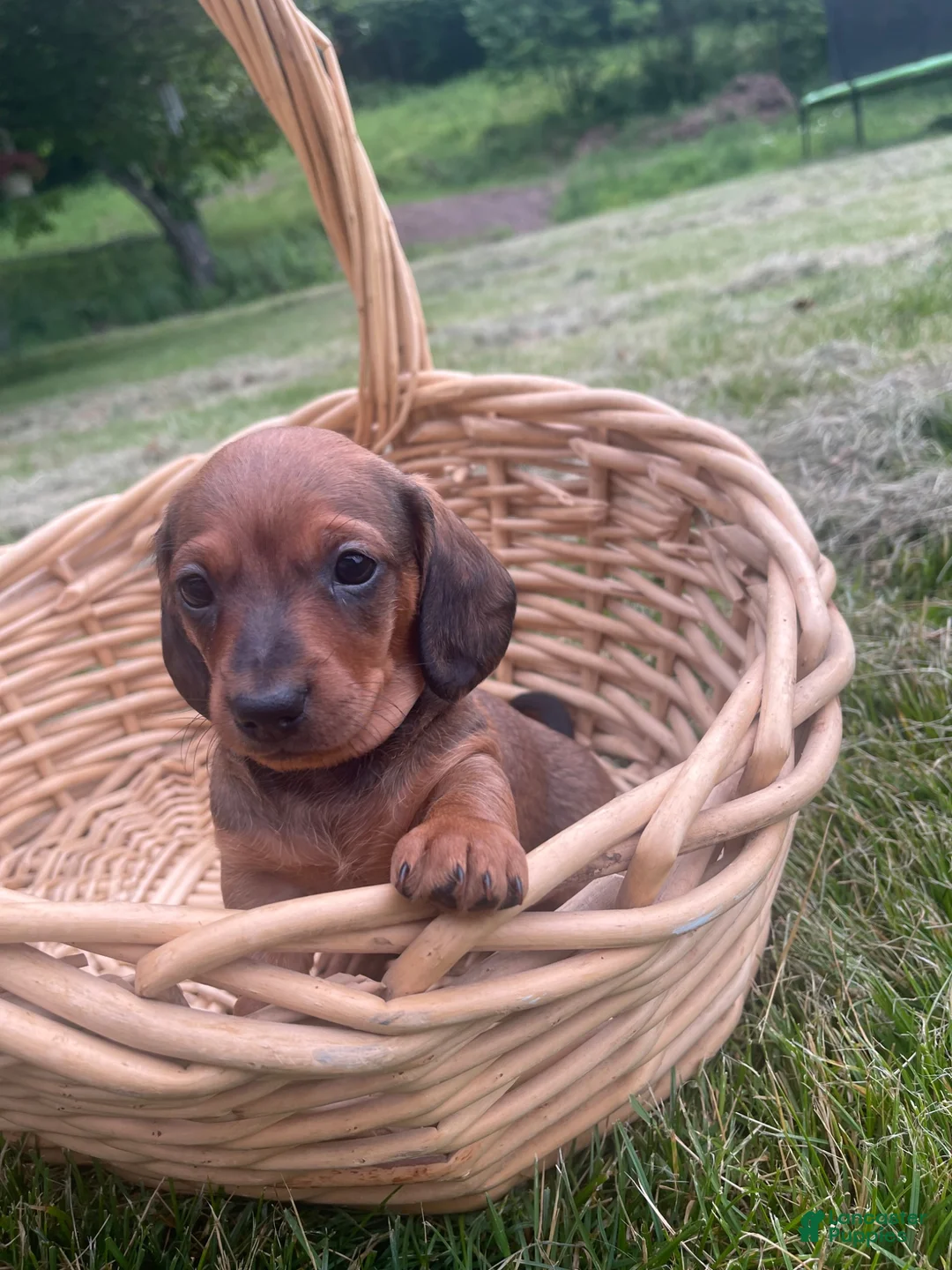 Miniature Dachshund dogs for sale: Maxwell - Ad 1