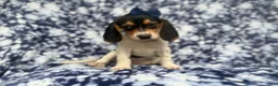 Beagle dogs for sale: Whitney - Ad 7