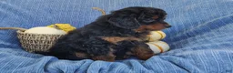 Mixed Breed dogs for sale: Smokey  - Ad 5