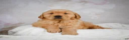 Golden Retriever dogs for sale: Romeo - Ad 4