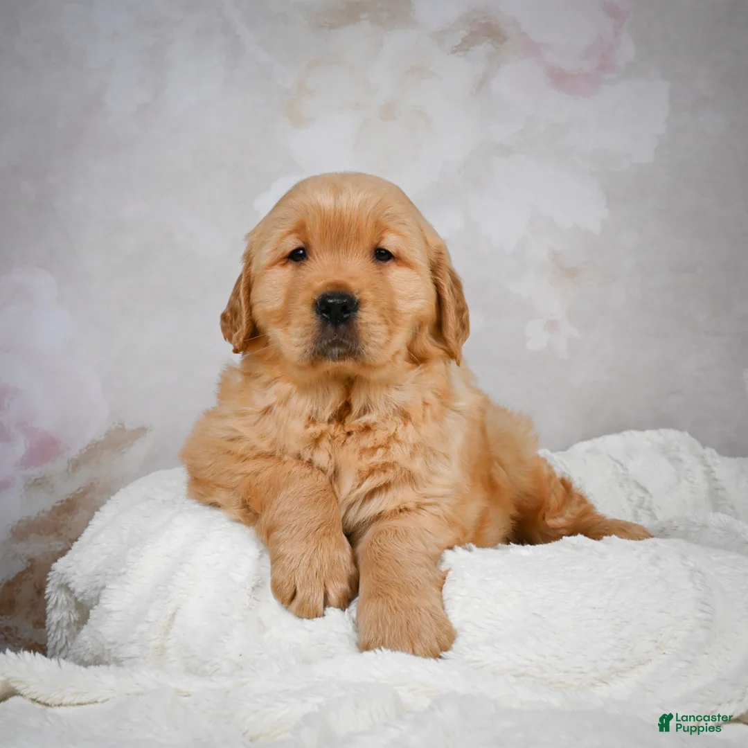 Golden Retriever dogs for sale: Romeo - Ad 4